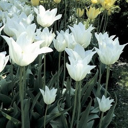 Tulipa Purissima, tulip Purissima, Contempory white garden, white spring flowers, Muscari botryoides, Anemone blanda white splendour, narcissus Thalia, White Tulips, White daffodils, White narcissus, White anemones, White muscari